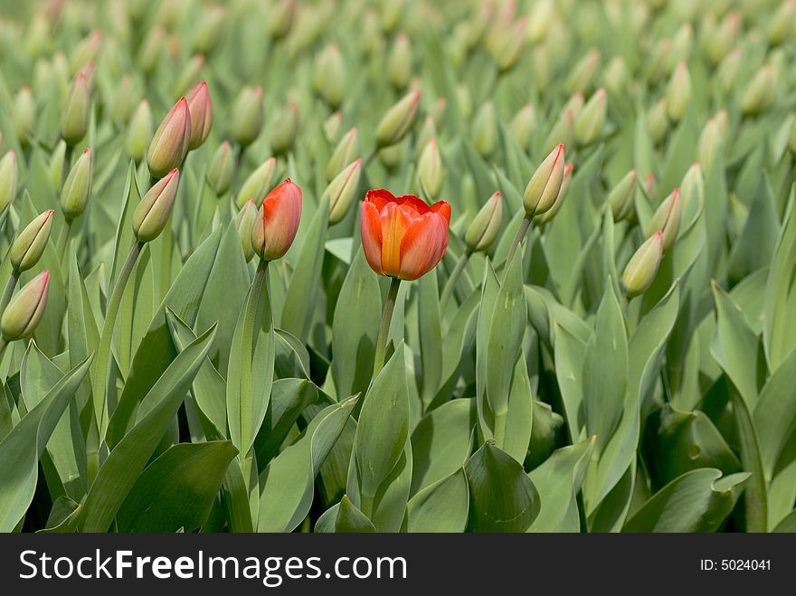 Red tulip on green background