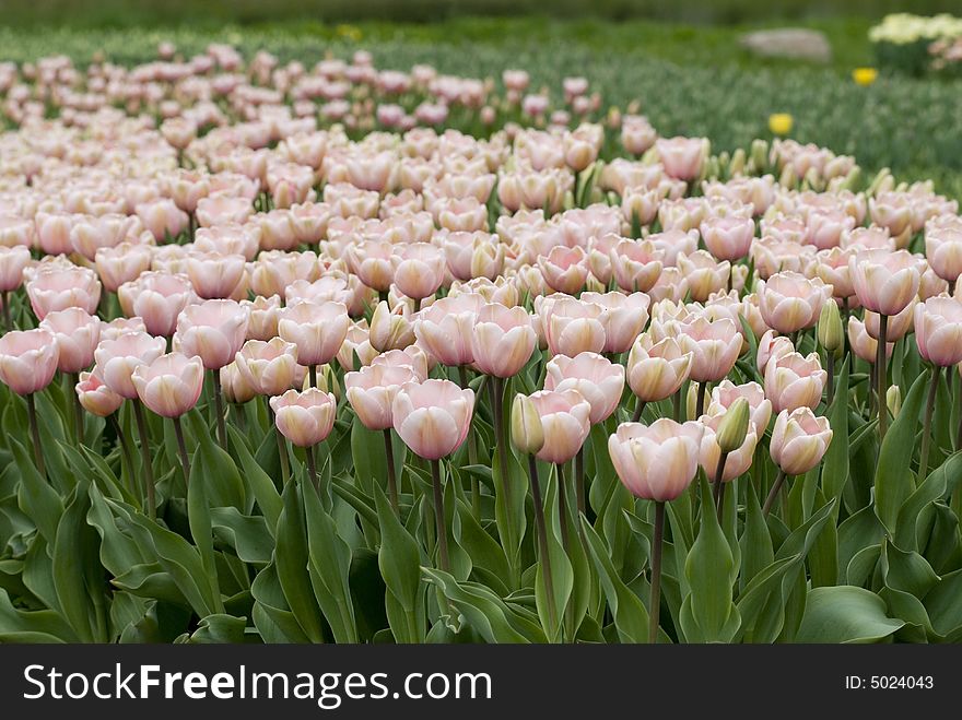 Pink tulip on green background