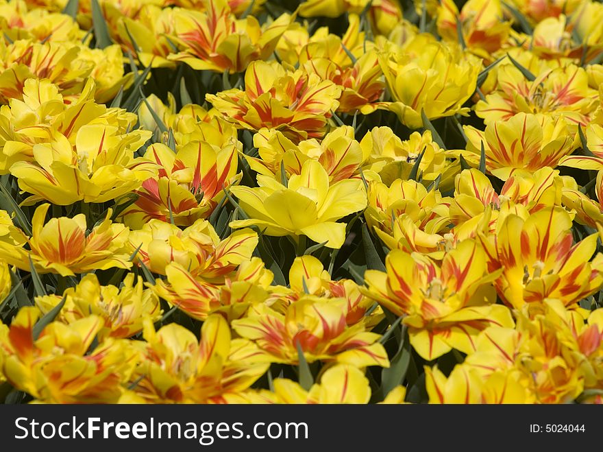 Yellow tulip on green background