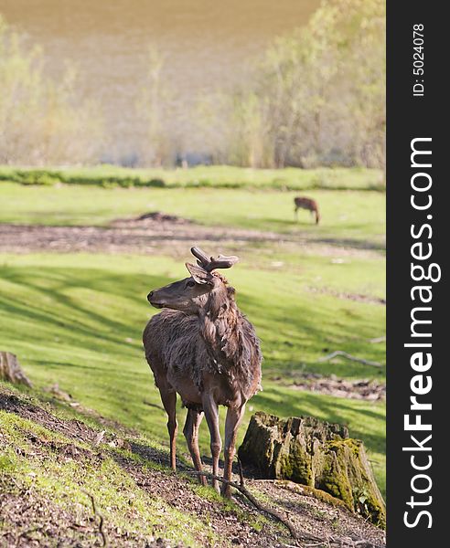 Image of a brood buck during the molting period.Shot with Canon 70-200mm f/2.8L IS USM