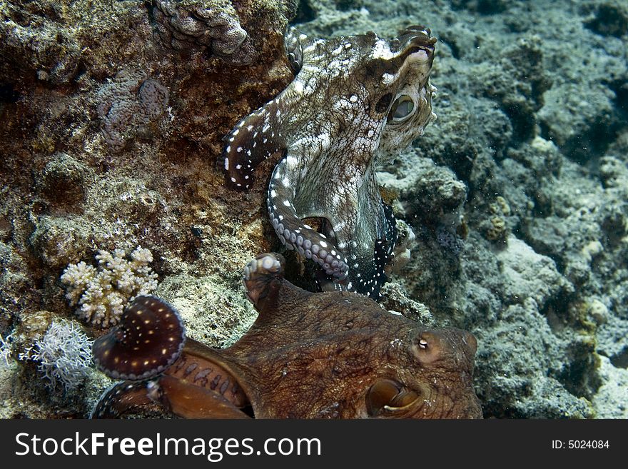 Reef octopus (octopus cyaneus) taken in Middle Garden.