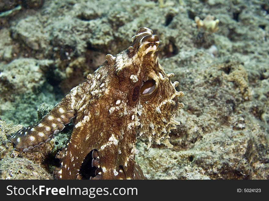 Reef octopus (octopus cyaneus)