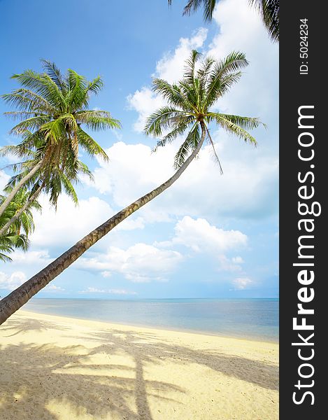 View of nice tropical empty sandy beach with some palm. View of nice tropical empty sandy beach with some palm