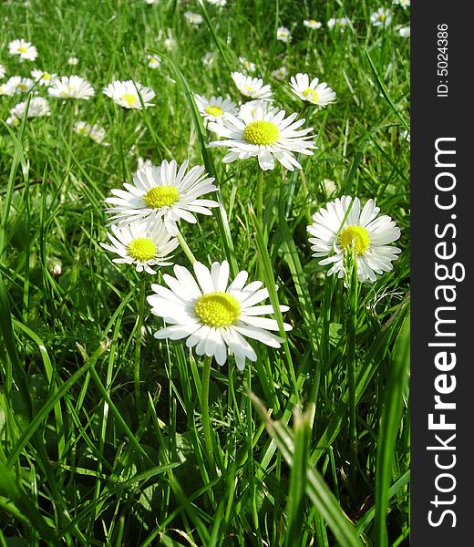 A beautiful image with white flowers and green grass