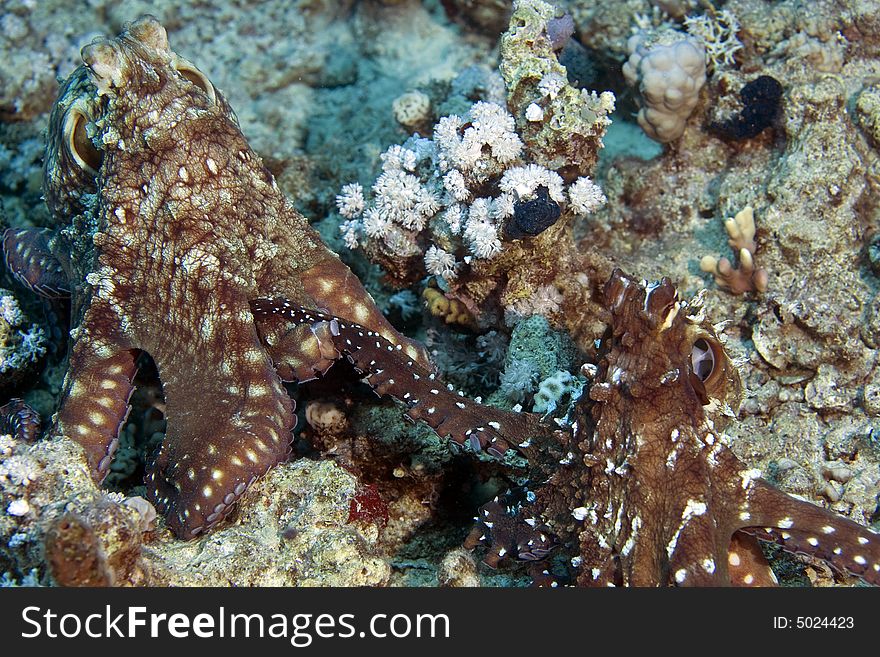 Reef octopus (octopus cyaneus) taken in Middle Garden while mating. Reef octopus (octopus cyaneus) taken in Middle Garden while mating.