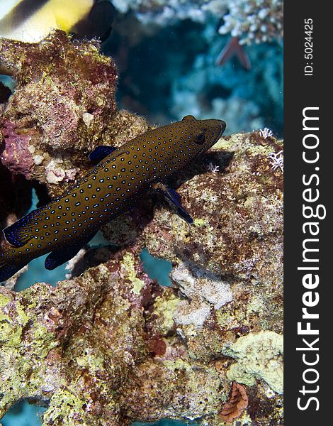 Peacock grouper (cephalopholis argus) taken in the Red Sea.