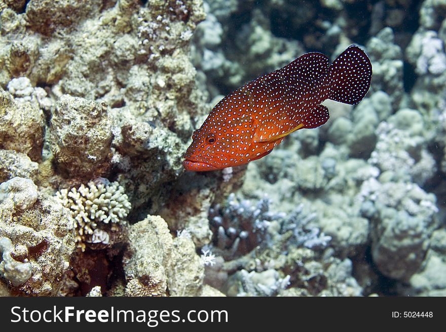 Coral hind (cephalopholis miniata)