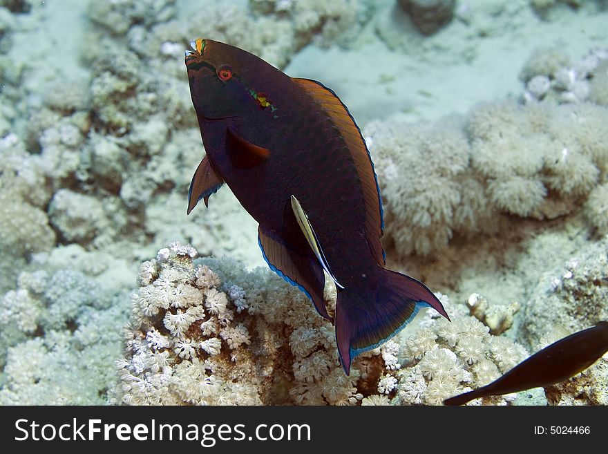 Parrotfish taken in the Red Sea.