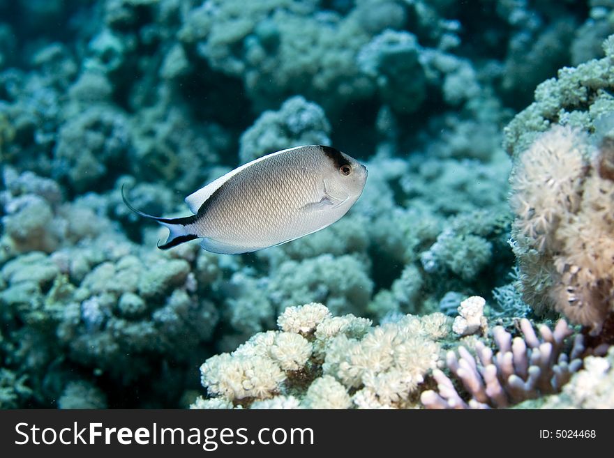 Zebra angelfish fem. (genicanthus caudovittattus) taken in the Red Sea.