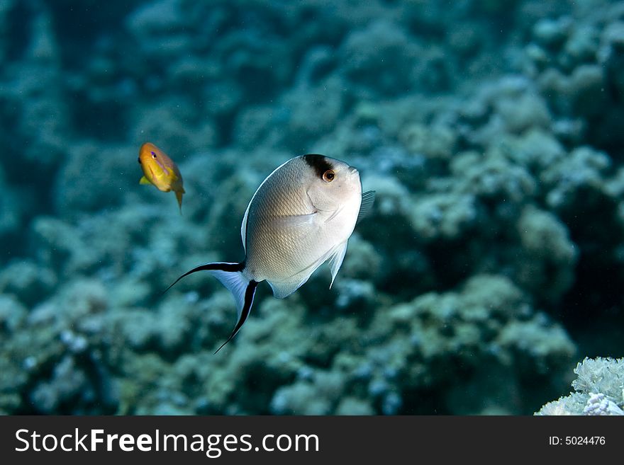 Zebra angelfish fem. (genicanthus caudovittattus) taken in the Red Sea.