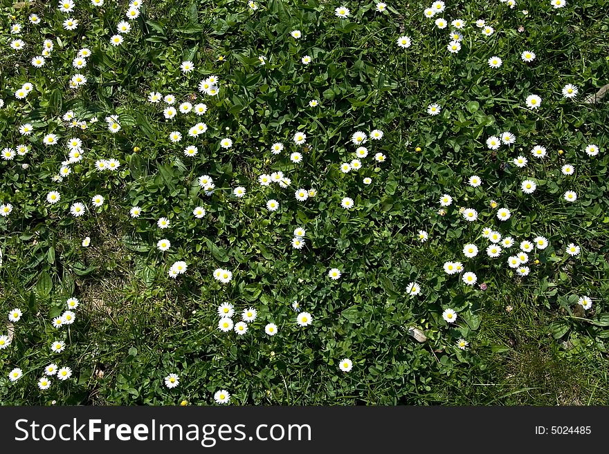White Daisy On Green Grass