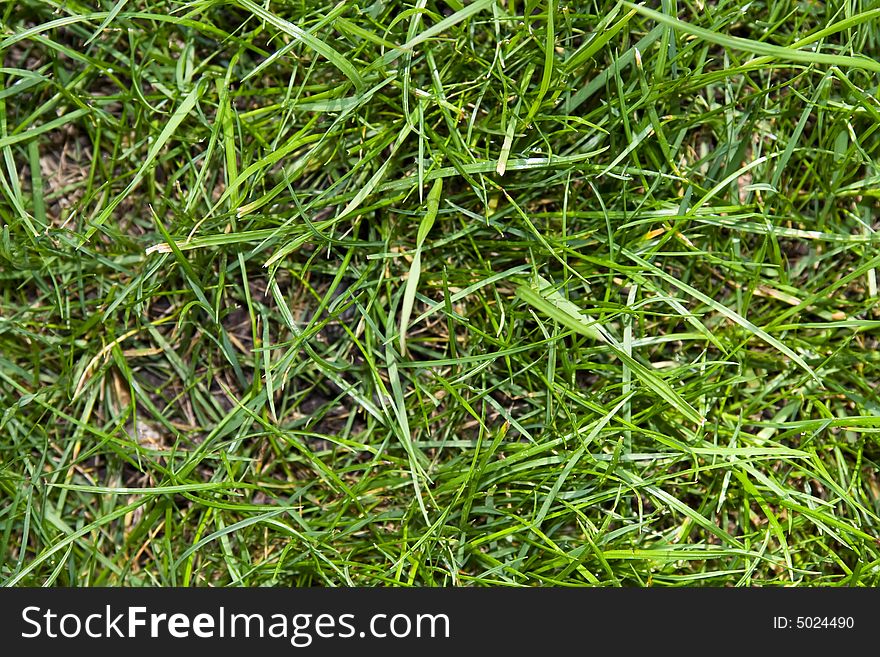 Bright green grass leafs on background. Bright green grass leafs on background