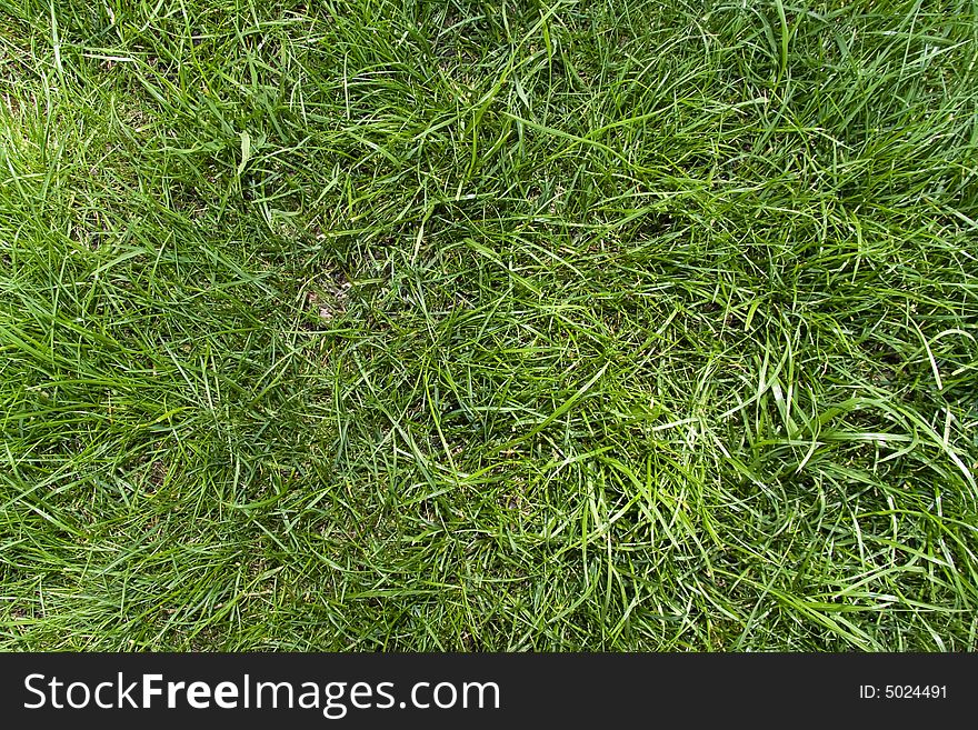 Green grass background