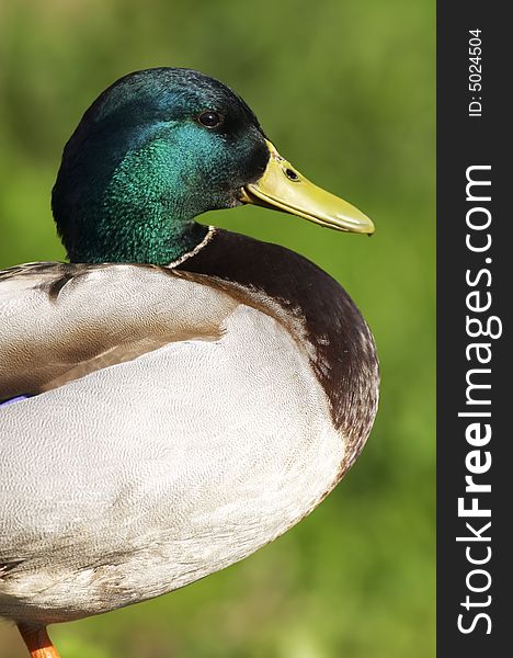 Male mallard duck (Anas platyrhynchos) on green