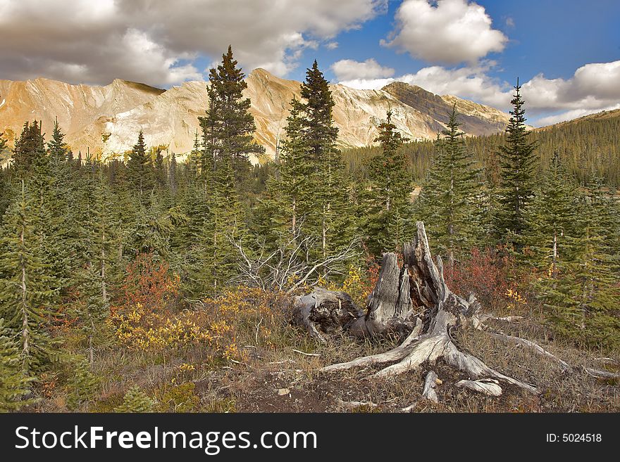 Small Fur-trees At High Mountains.