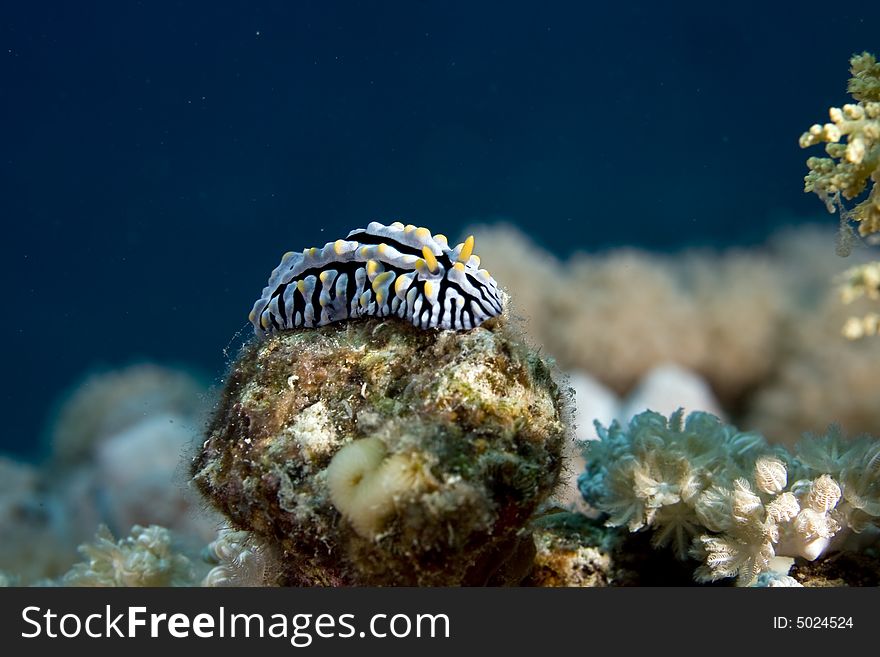 Varicose Wart Slug (phyllidia Varicosa)