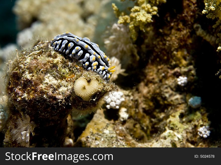 Varicose wart slug (phyllidia varicosa) taken in the Red Sea.