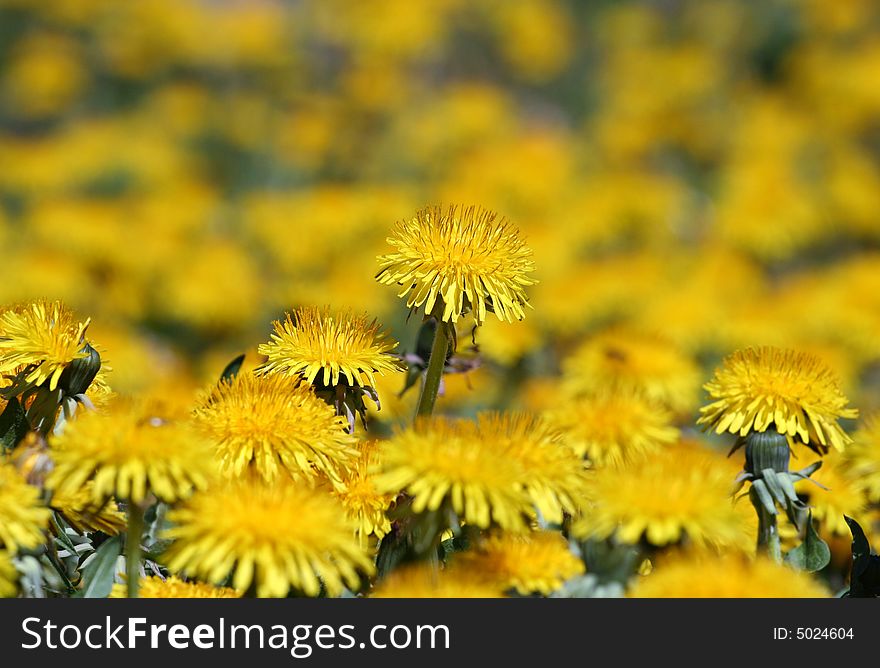 A meadow of yellow dandelions