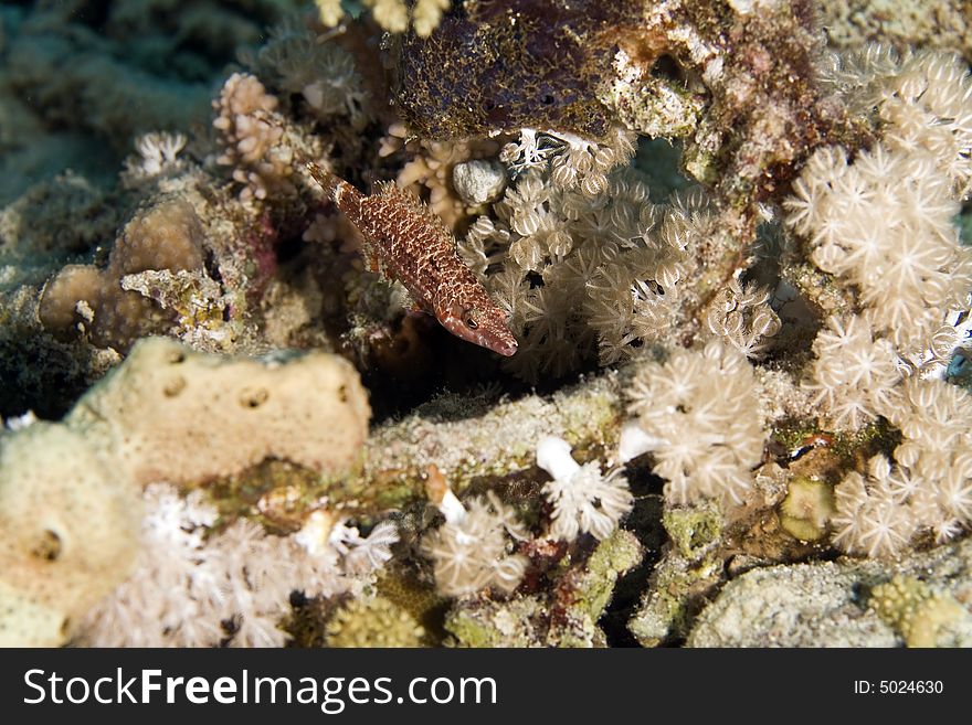 Mental wrasse (oxycheilinus mentalis) taken in the Red Sea.