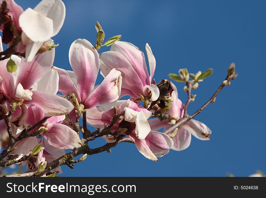 Detail of a magnolia in full bloom