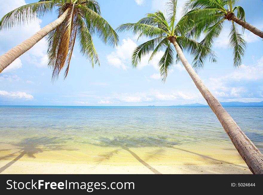 View of nice tropical empty sandy beach with some palm. View of nice tropical empty sandy beach with some palm