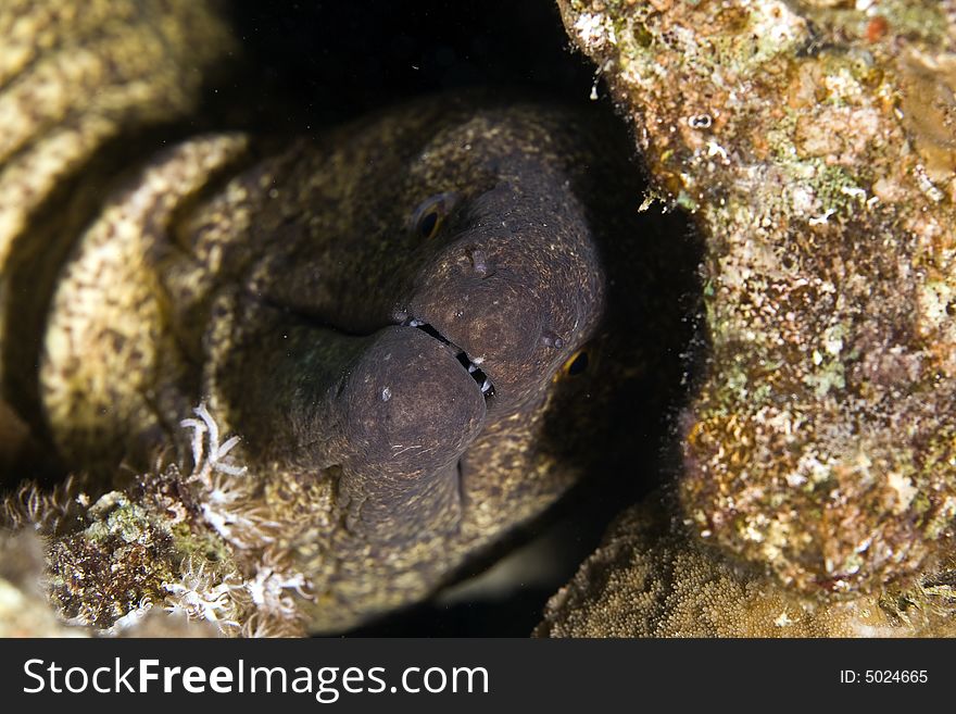Yellowmargin moray (gymnothorax flavimarginattus)