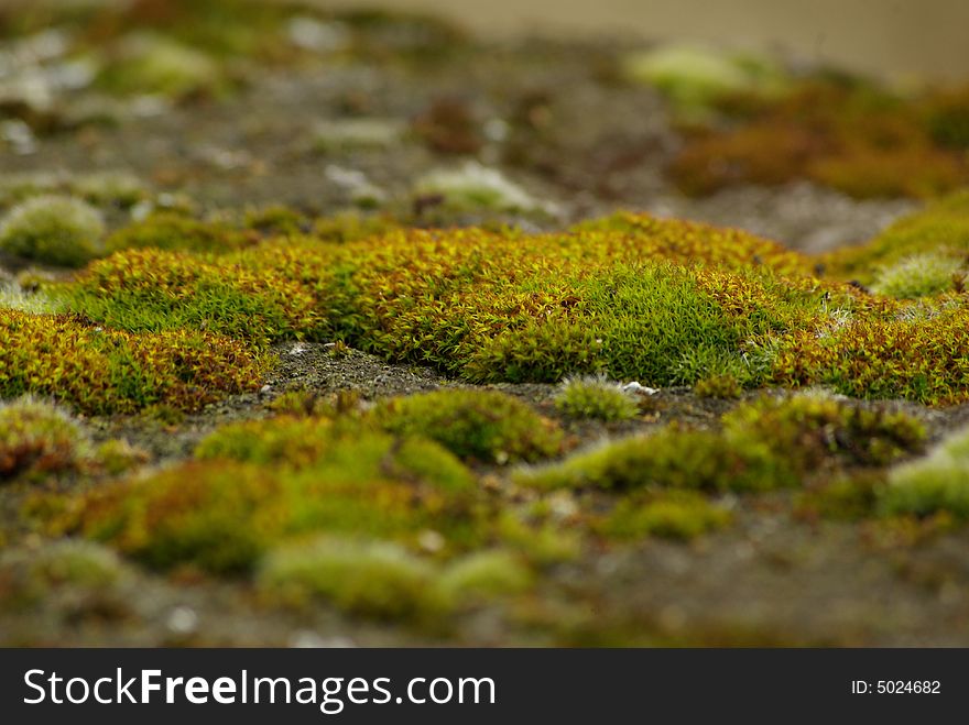 Moss growing on an old castle wall. Moss growing on an old castle wall