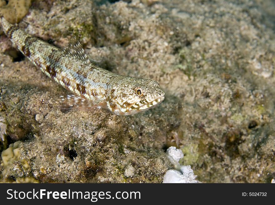 Reef lizardfish (synodus variegatus) taken in the Red Sea.