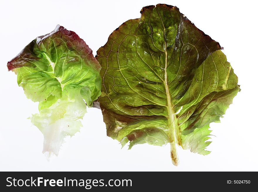 Translucent salad leaves on a white background. Translucent salad leaves on a white background