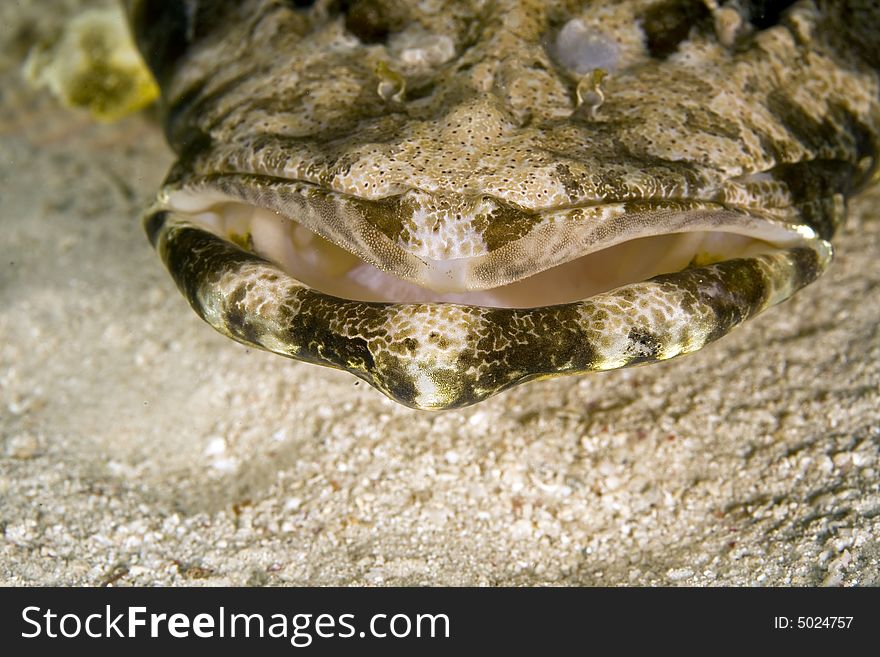 Indean ocean crocodilefish (papilloculiceps longiceps) taken in the Red Sea.