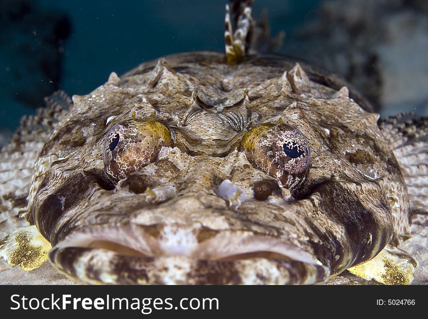 Indean Ocean Crocodilefish (papilloculiceps Longic