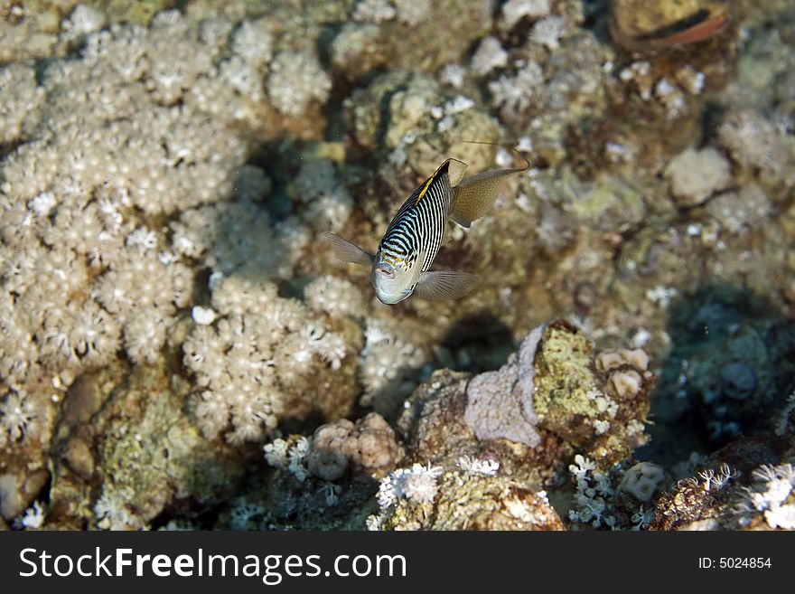 Zebra Angelfish Fem. (genicanthus Caudovittattus)