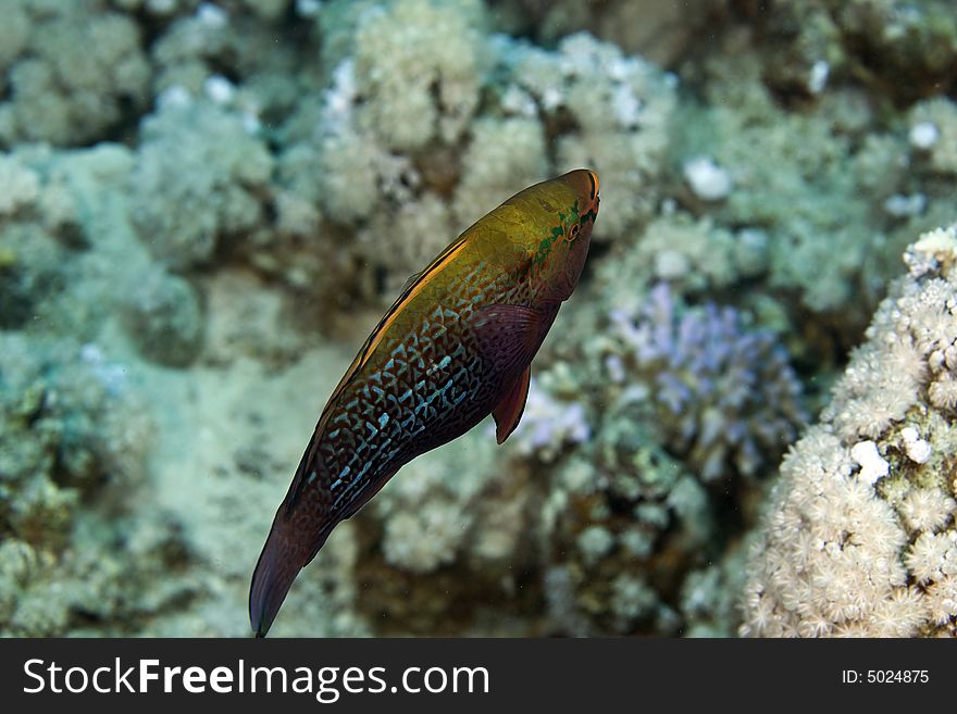 Dusky parrotfish (scarus niger) taken in the Red Sea.