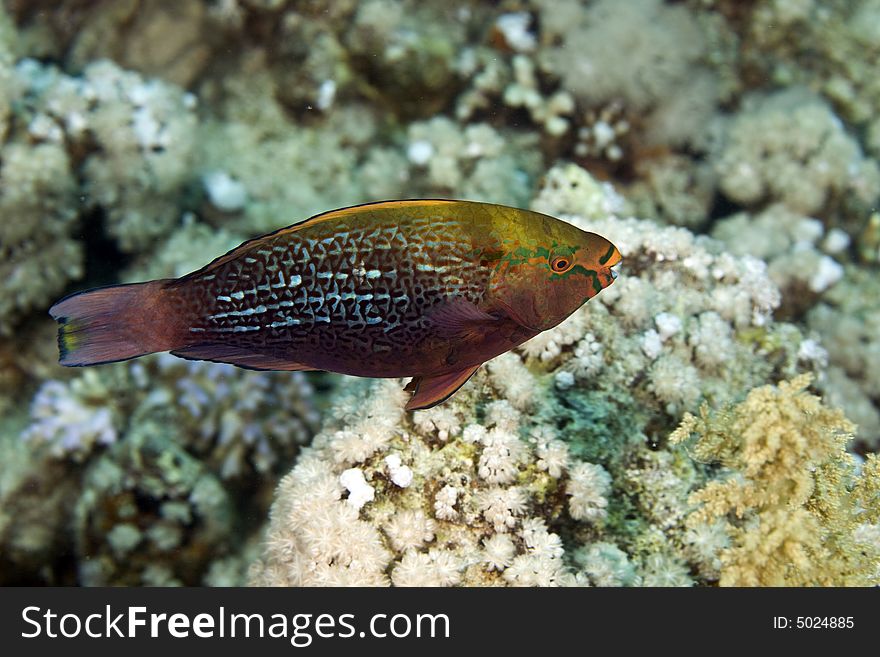 Dusky parrotfish (scarus niger) taken in the Red Sea.