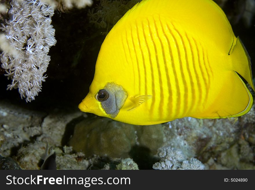 Masked butterflyfish (chaetodon semilarvatus) taken in the Red Sea.