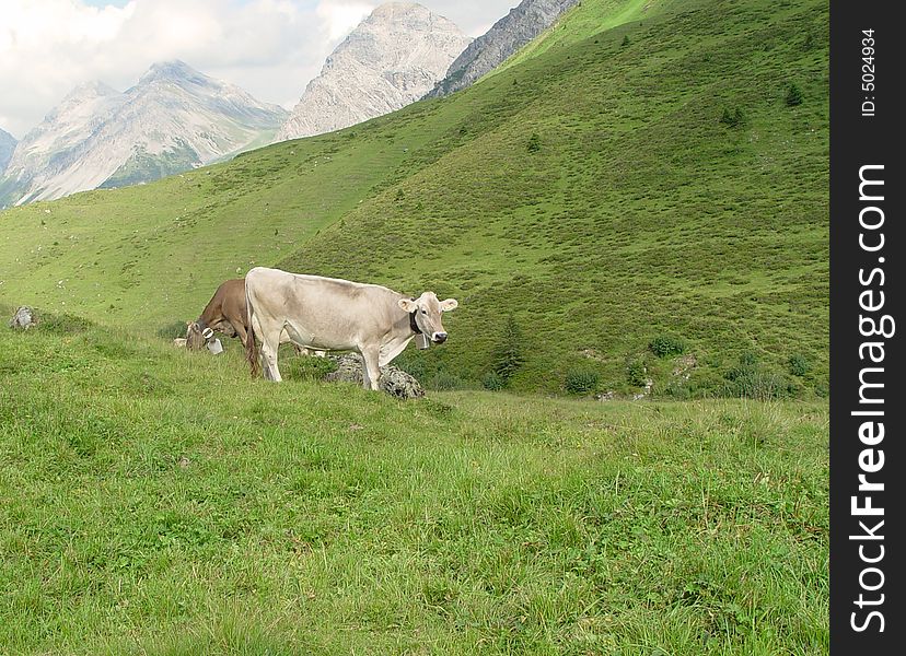 Swiss Mountains Cow