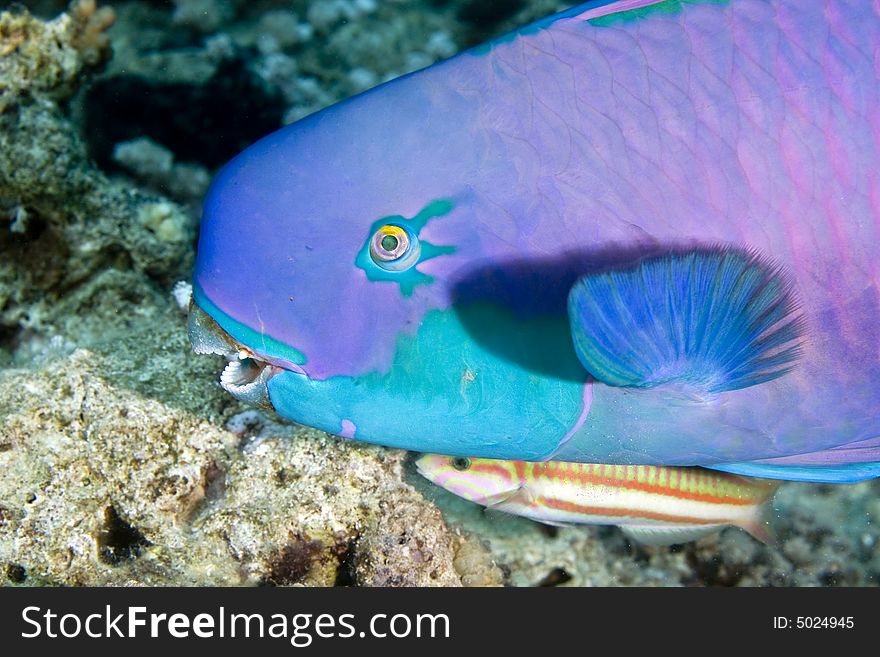 Parrotfish taken in the Red Sea.