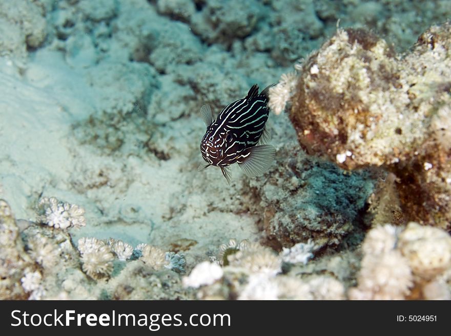 Sixstriped soapfish (grammistes sexlineatus) taken in the Red Sea.