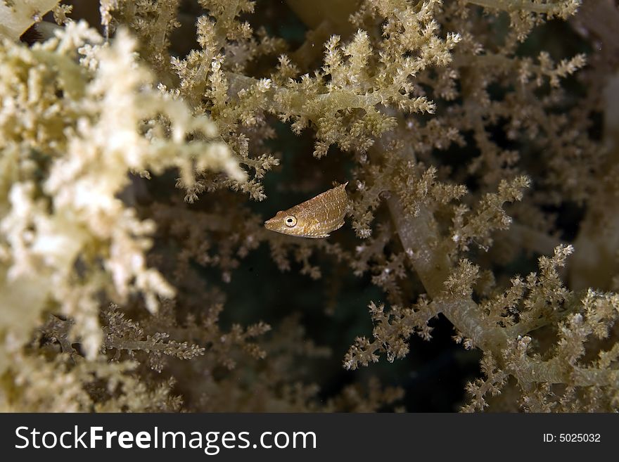 Mental wrasse (oxycheilinus mentalis) taken in the Red Sea.