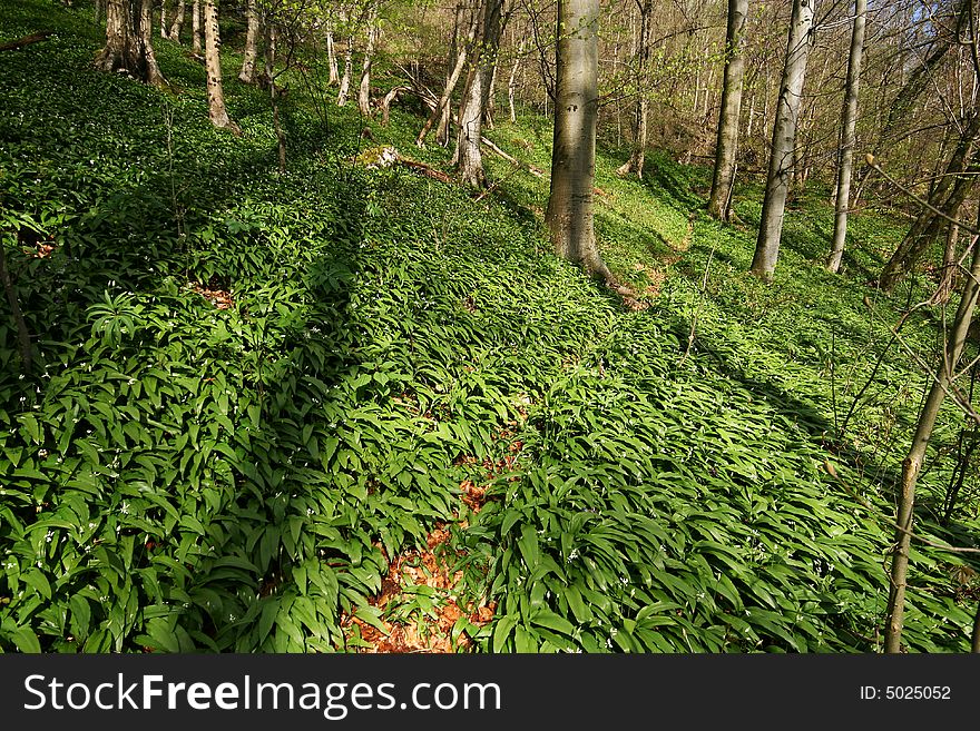 Path through the spring woods lit by the evening sun.