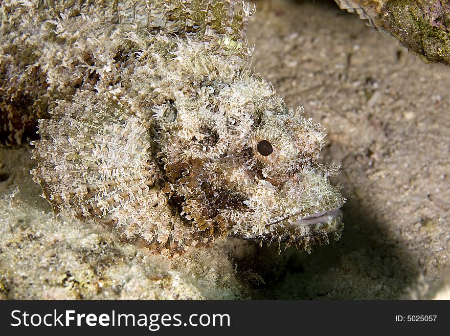 Bearded scorpionfish (scorpaenopsis barbatus) taken in the Red Sea.