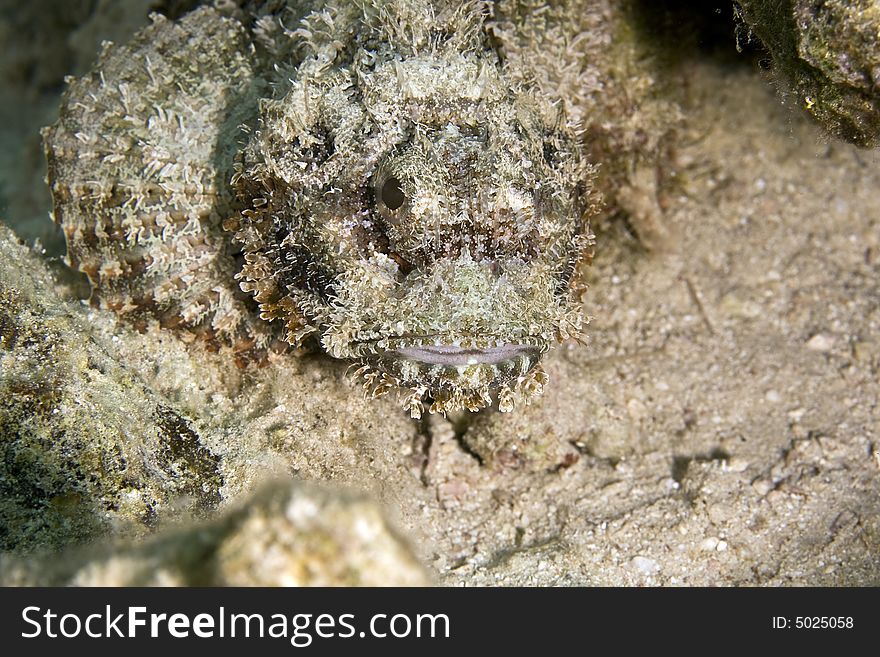 Bearded scorpionfish (scorpaenopsis barbatus) taken in the Red Sea.
