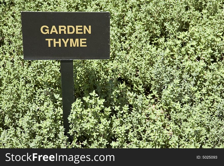 A patch of garden thyme (thymus vulgaris) with sign.