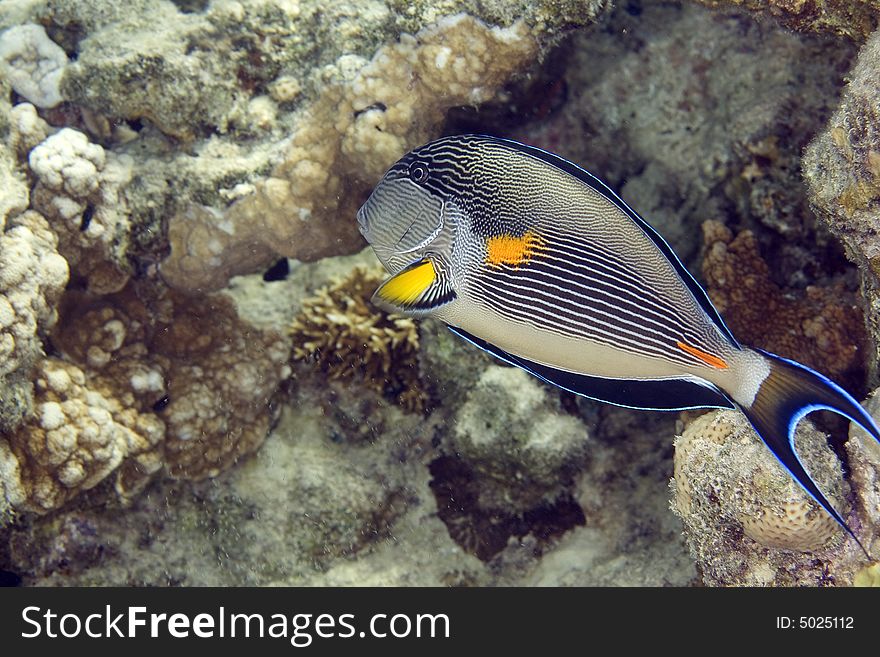 Sohal surgeonfish (Acanthurus sohal)
 taken in the Red Sea.