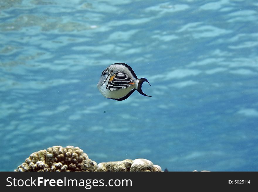 Sohal surgeonfish (Acanthurus sohal) taken in the Red Sea.
