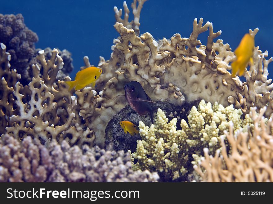 Sulphur damsel (pomacentrus sulfereus) taken in the Red Sea.