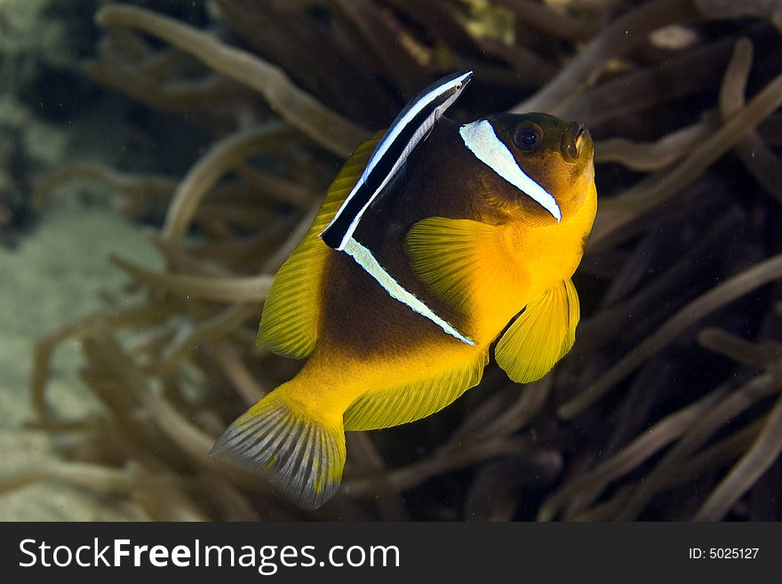 Red Sea Anemonefish (Amphipiron Bicinctus)