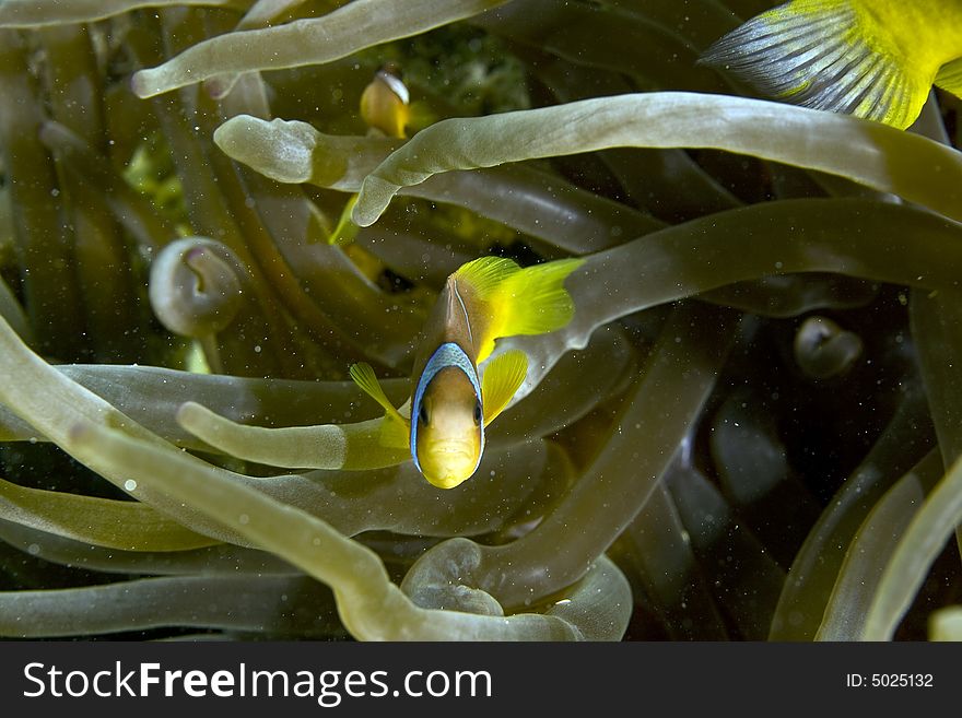 Red sea anemonefish (Amphipiron bicinctus) taken in the Red Sea.