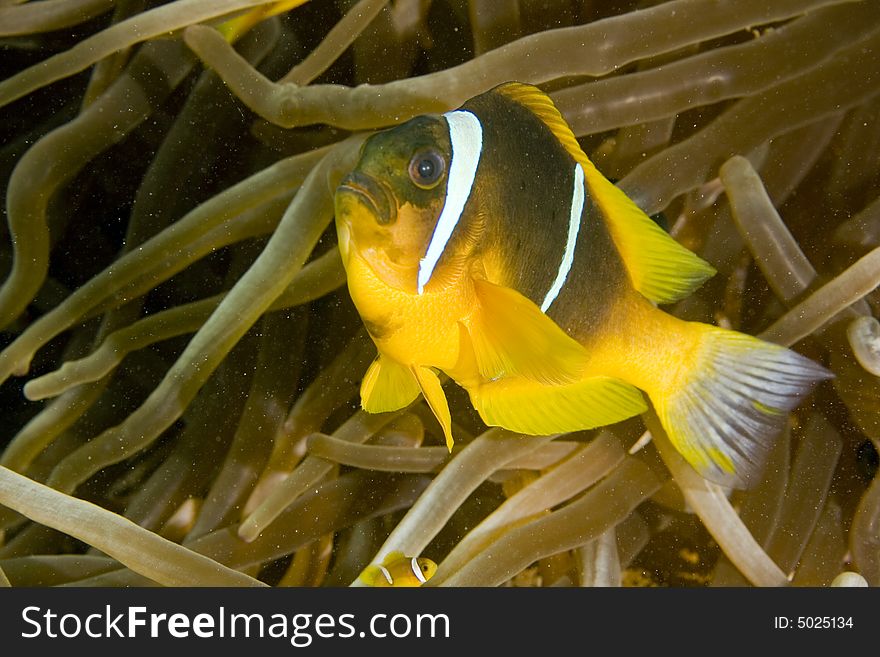 Red sea anemonefish (Amphipiron bicinctus)