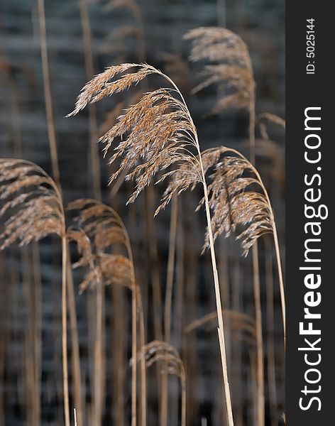 Reed in the wind on the shore of a lake. Reed in the wind on the shore of a lake